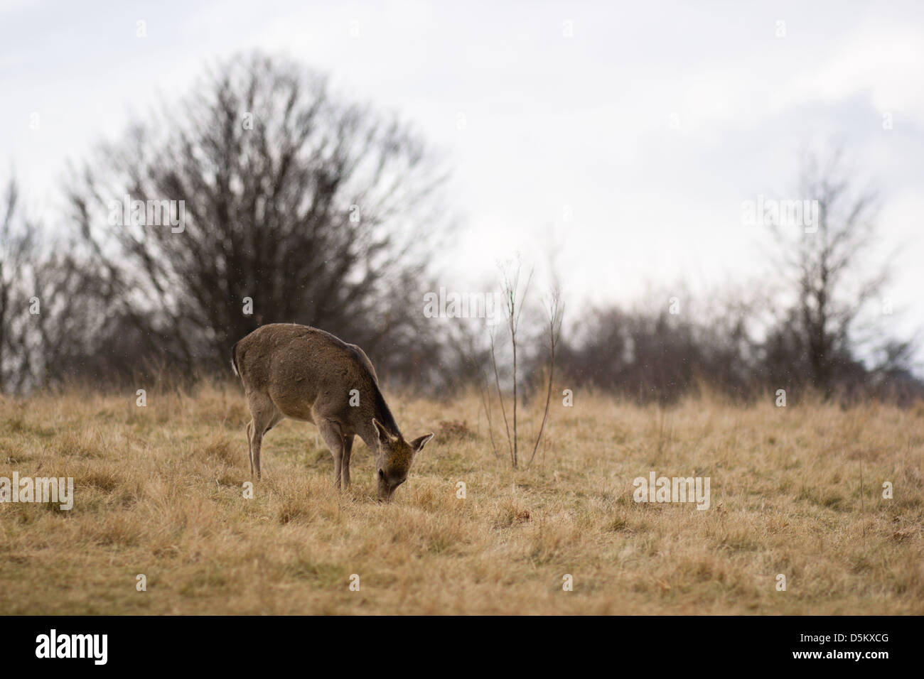 Una brown deer nasi circa per il cibo. Lieve la neve è caduta. Foto Stock