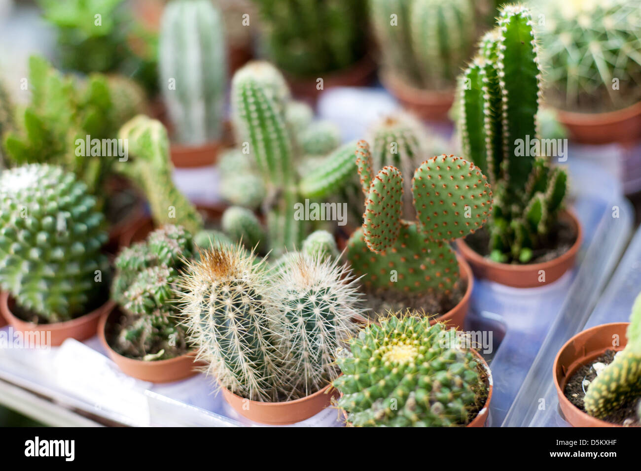 Impianto di cactus impostato Foto Stock