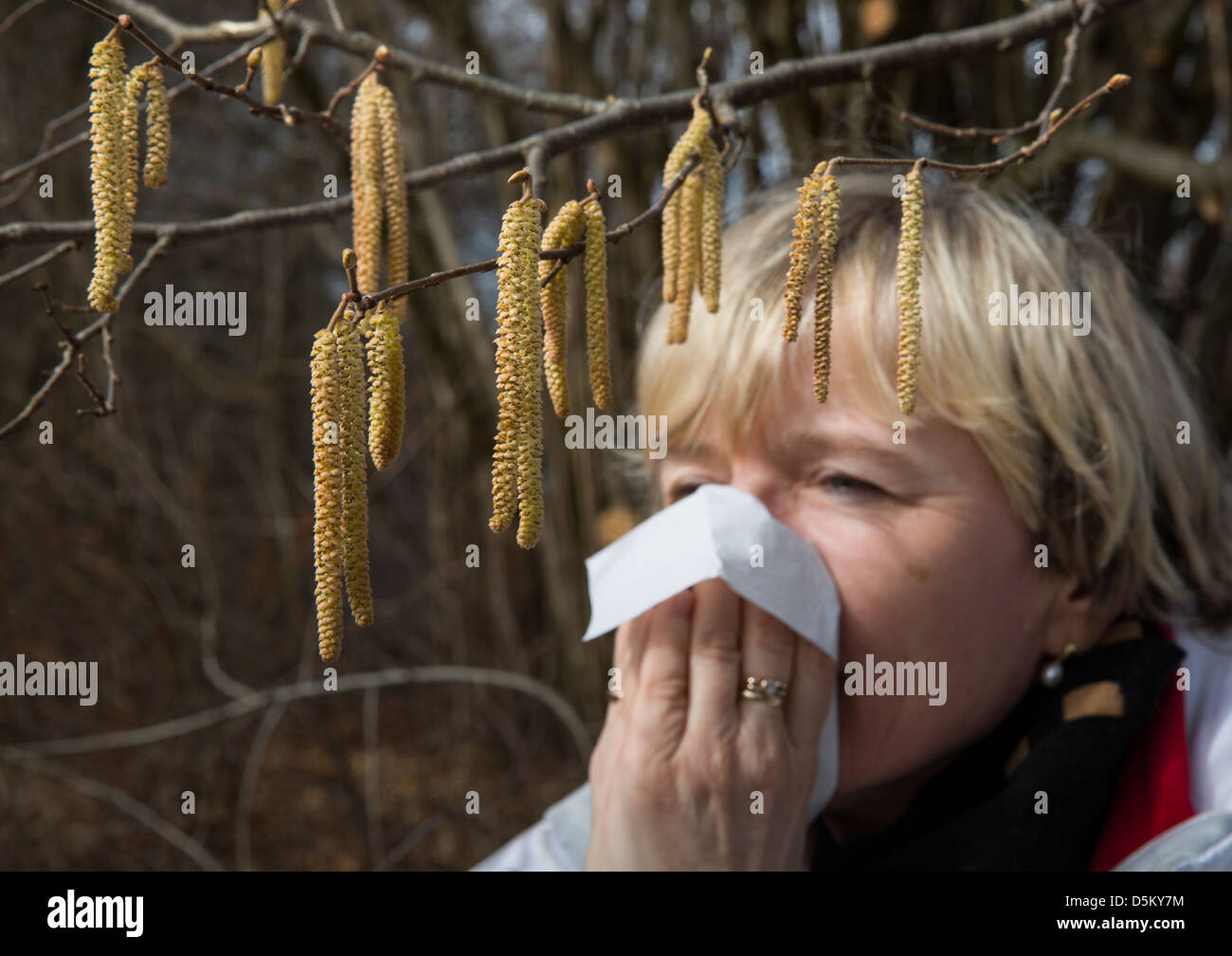 La febbre da fieno, donna starnuti al di là di nocciola bush, immagine simbolica, simbolo Foto Stock