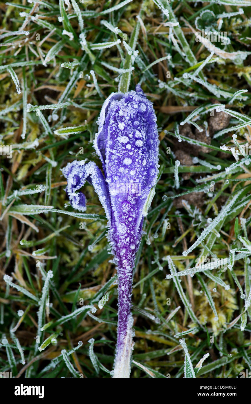 Frost danneggiato Crocus fiori in un giardino inglese Foto Stock