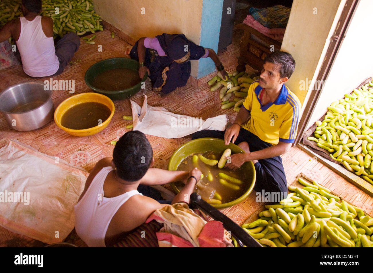 Indiana rurale famiglia cetrioli di lavaggio pronto per il mercato nel villaggio Khubalivali Mulshi Valley Paud Maharashtra India Foto Stock