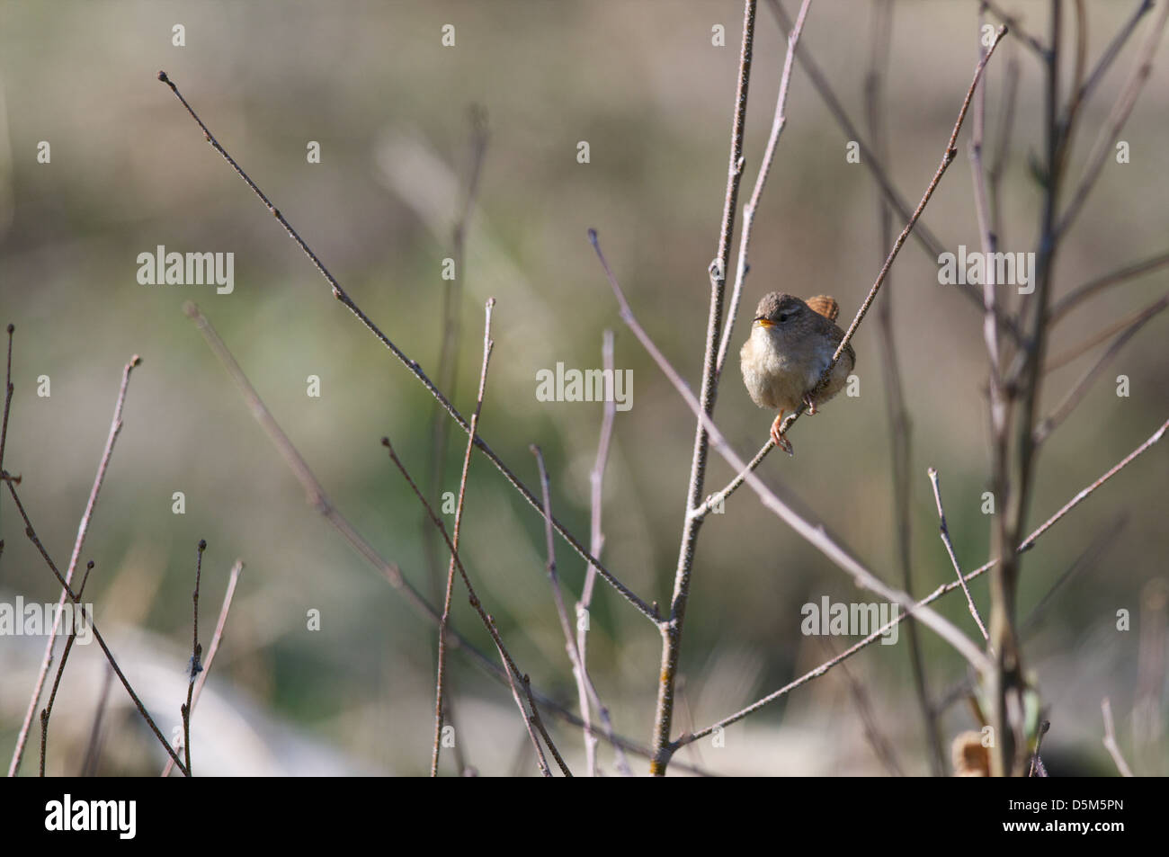 Un selvaggio Wren, Troglodytes troglodytes, in piedi su arbusti. Foto Stock