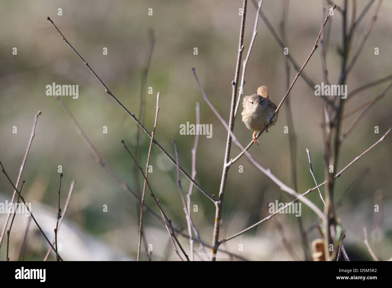 Un selvaggio Wren, Troglodytes troglodytes, in piedi su arbusti. Foto Stock