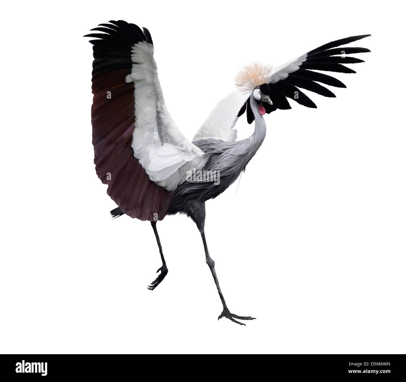 Grey Crowned Crane su sfondo bianco Foto Stock