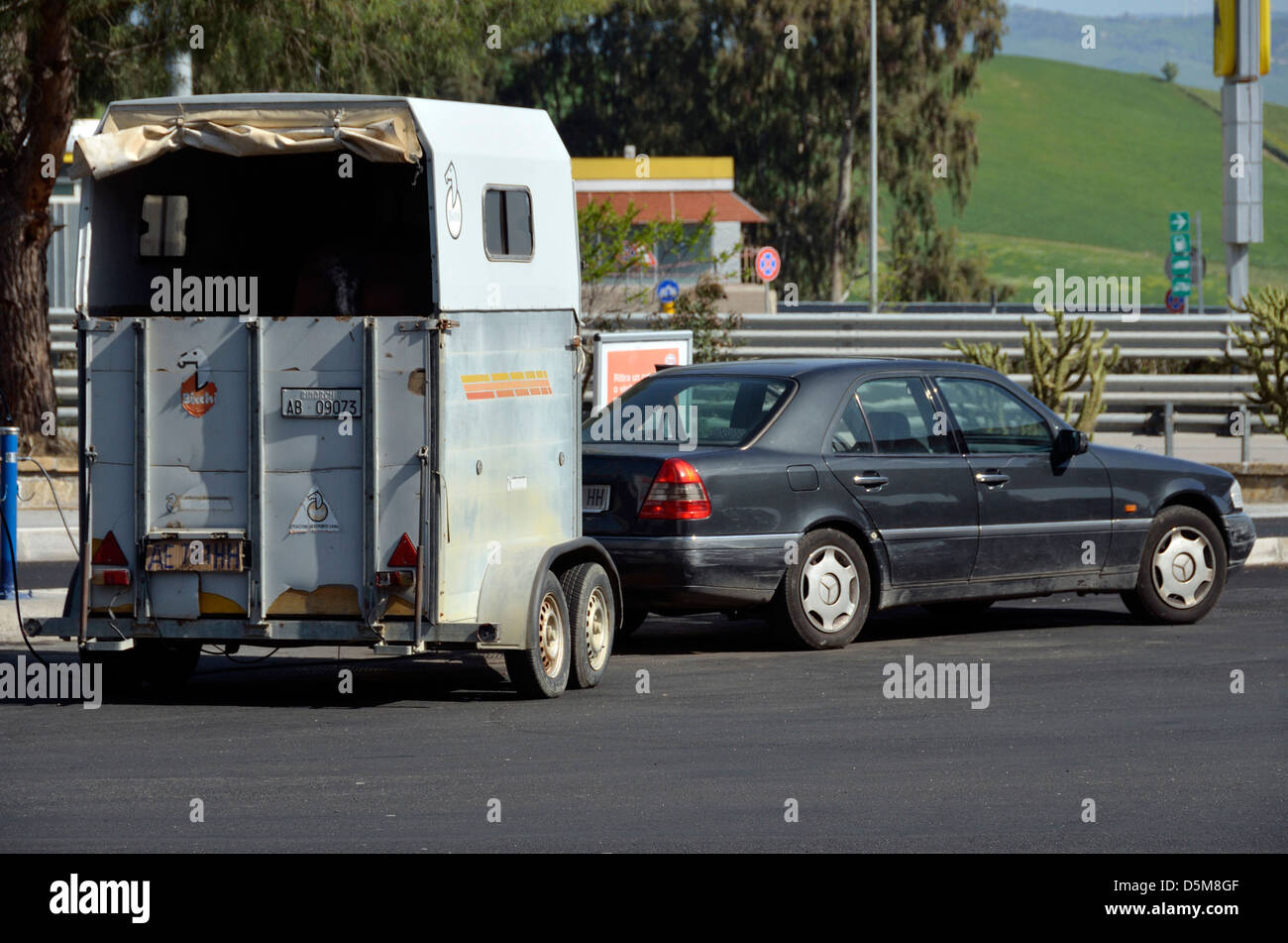 Berlina con traino di un rimorchio di cavallo in Italia. Foto Stock