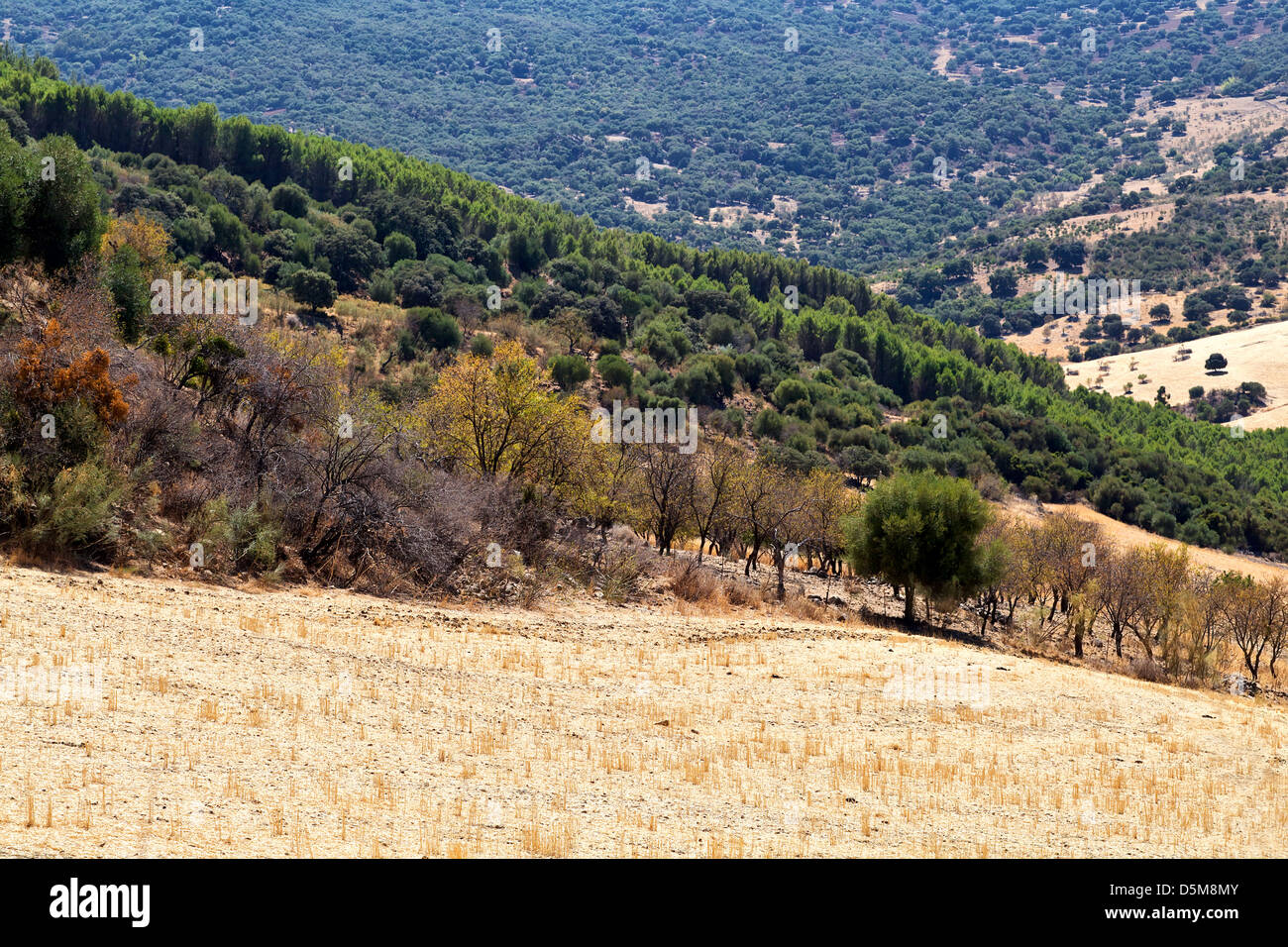 Il bosco e i prati in spagnolo montagne, Andalusia Foto Stock