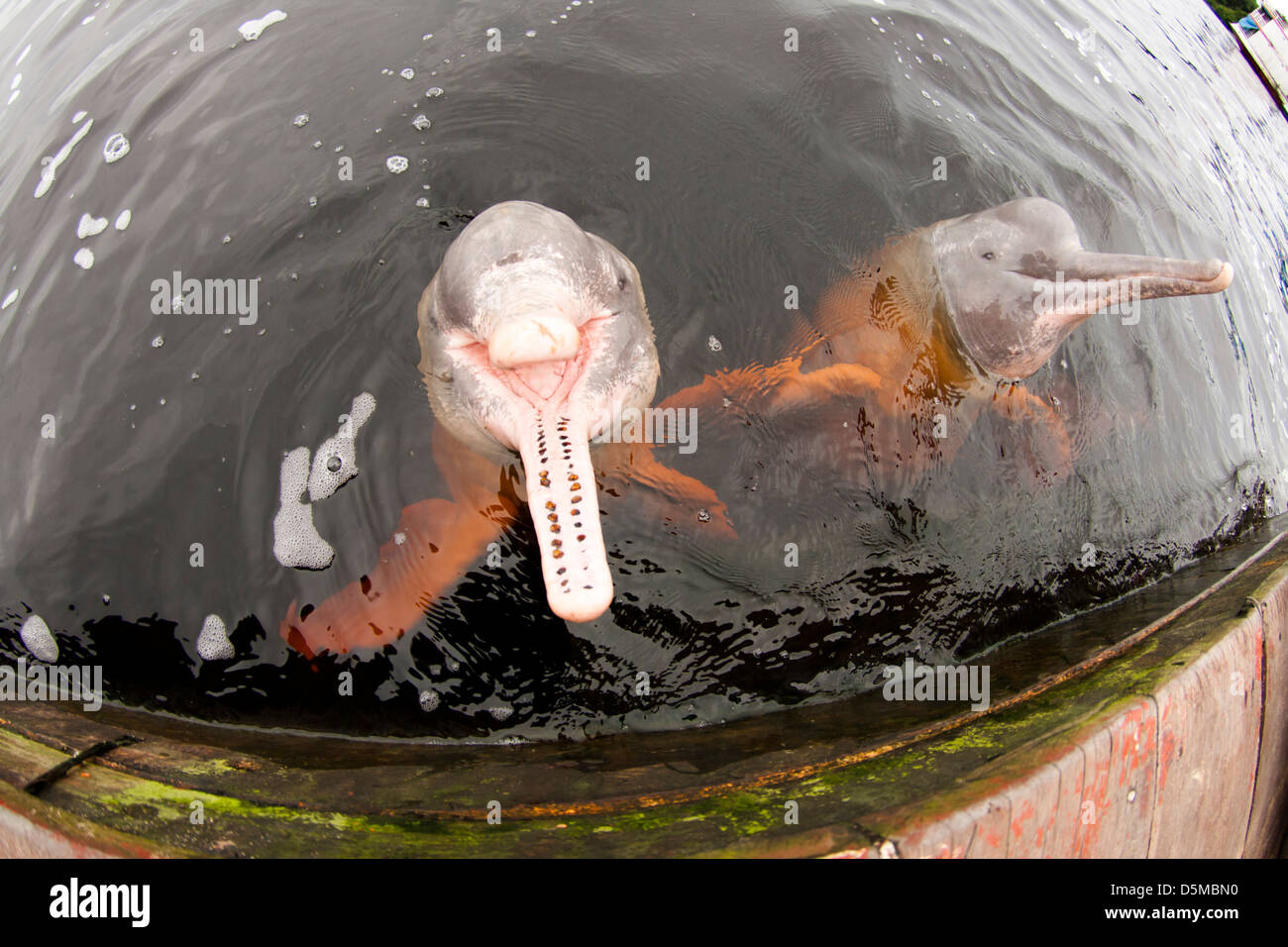 Amazon delfini di fiume geoffrensis Inia al fiume nero Novo Airão city, vicino a Anavilhanas area protetta. Stato di Amazonas, Brazi Foto Stock