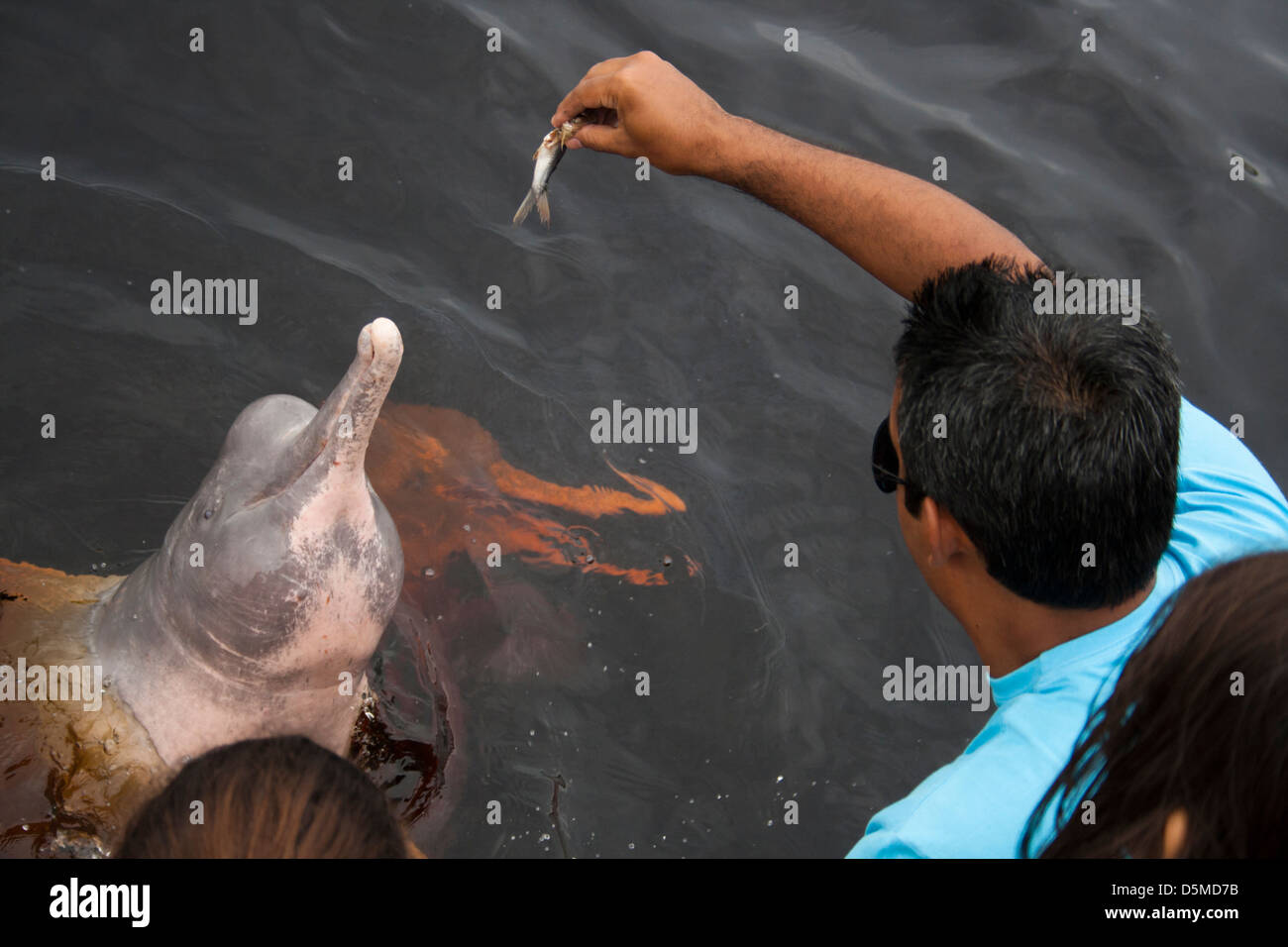 Amazon delfini di fiume geoffrensis Inia è stato alimentato dai turisti a Novo Airão Città, Stato di Amazonas, Brasile Foto Stock