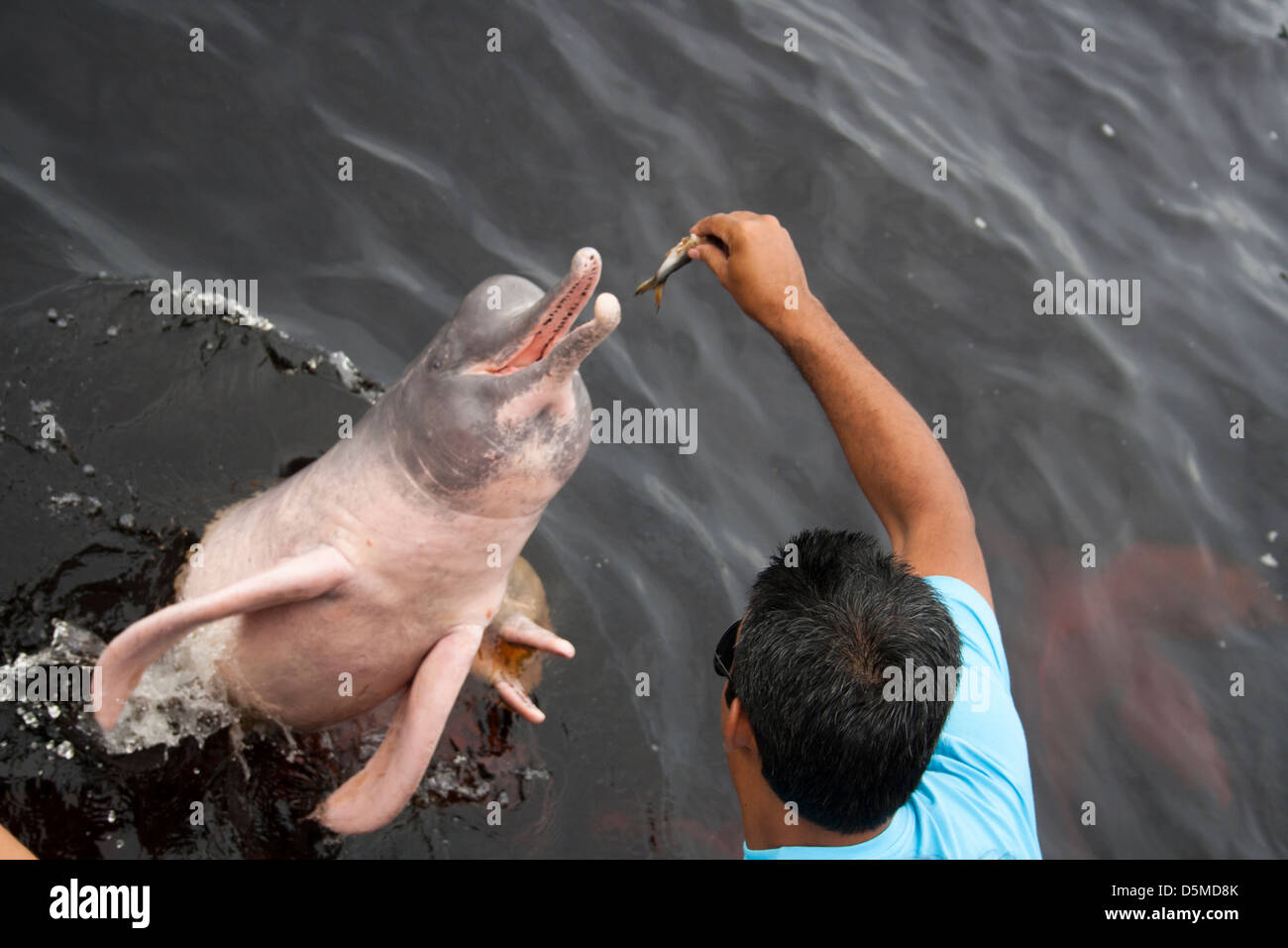 Amazon delfini di fiume geoffrensis Inia è stato alimentato dai turisti a Novo Airão Città, Stato di Amazonas, Brasile Foto Stock