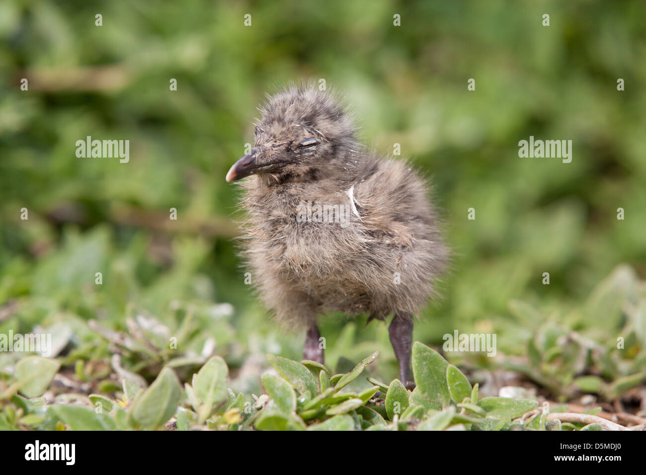 Baby seagull nel selvaggio a Phillip Island, Victoria, Australia Foto Stock