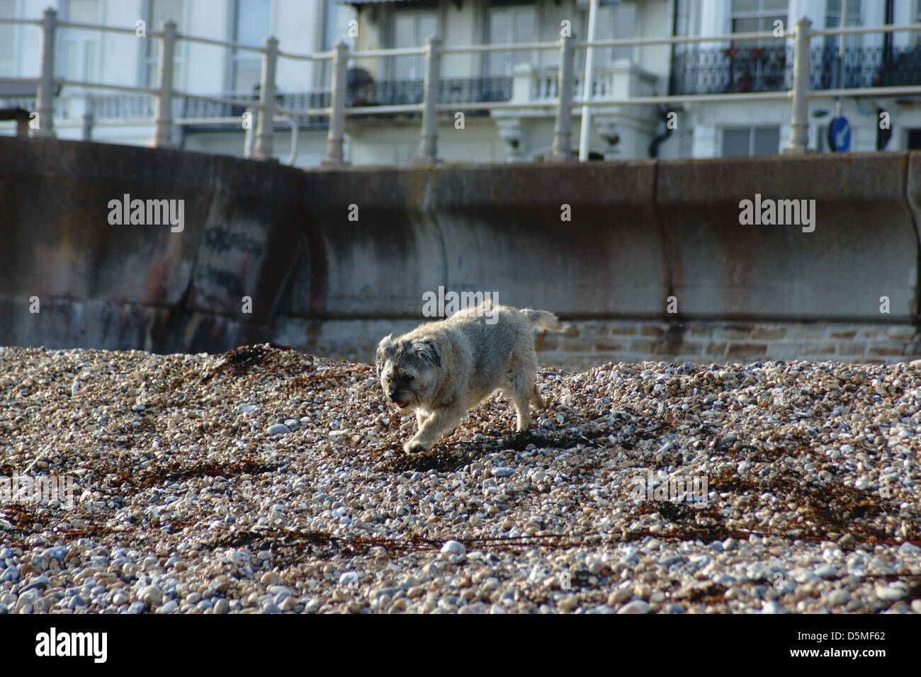Border terrier cane che corre sulla spiaggia sassosa fronte mare Foto Stock