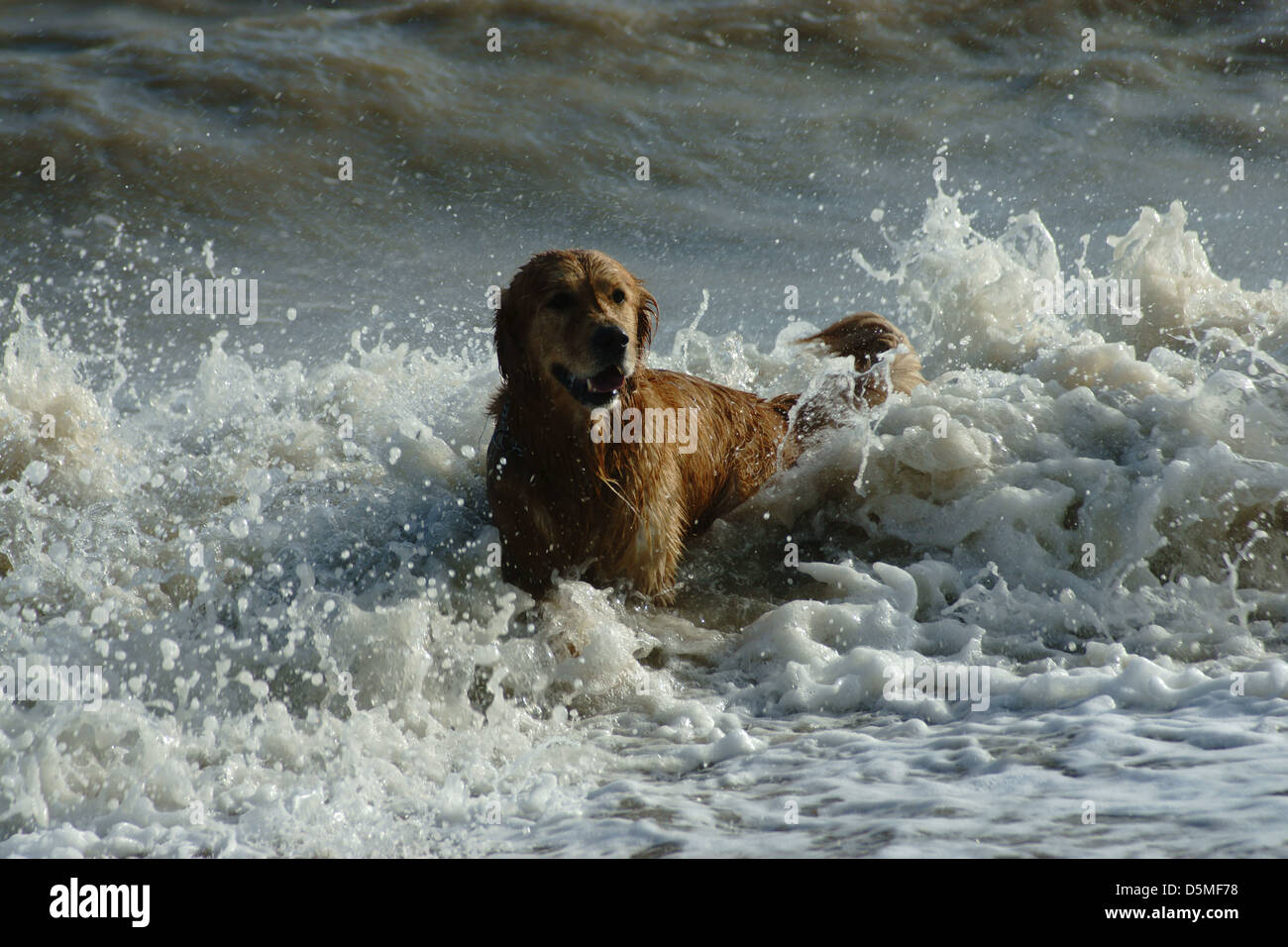 Il labrador golden retriever acqua onde felice spalshing round Foto Stock