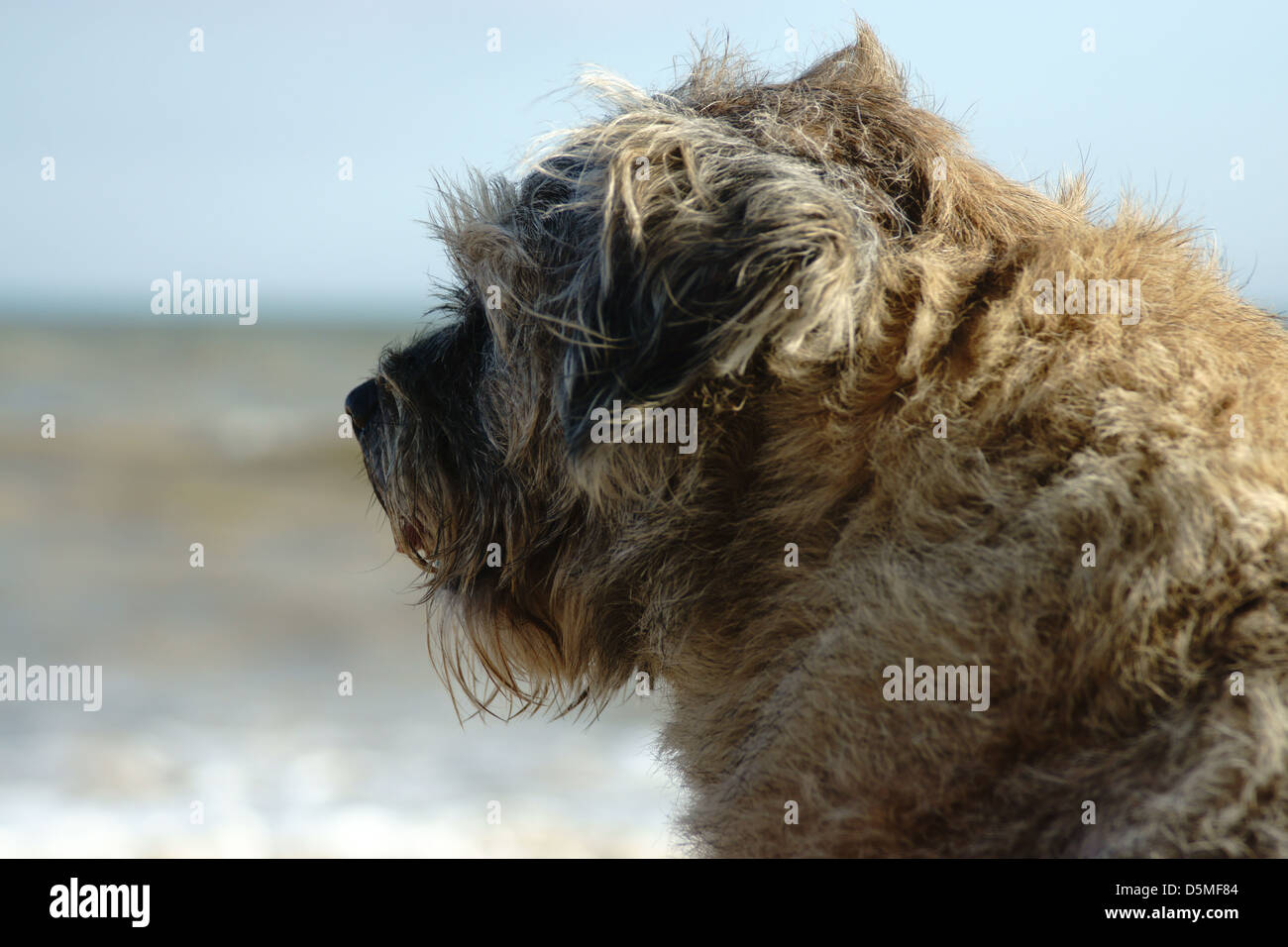 Border terrier dog beach onde vento orecchie Foto Stock