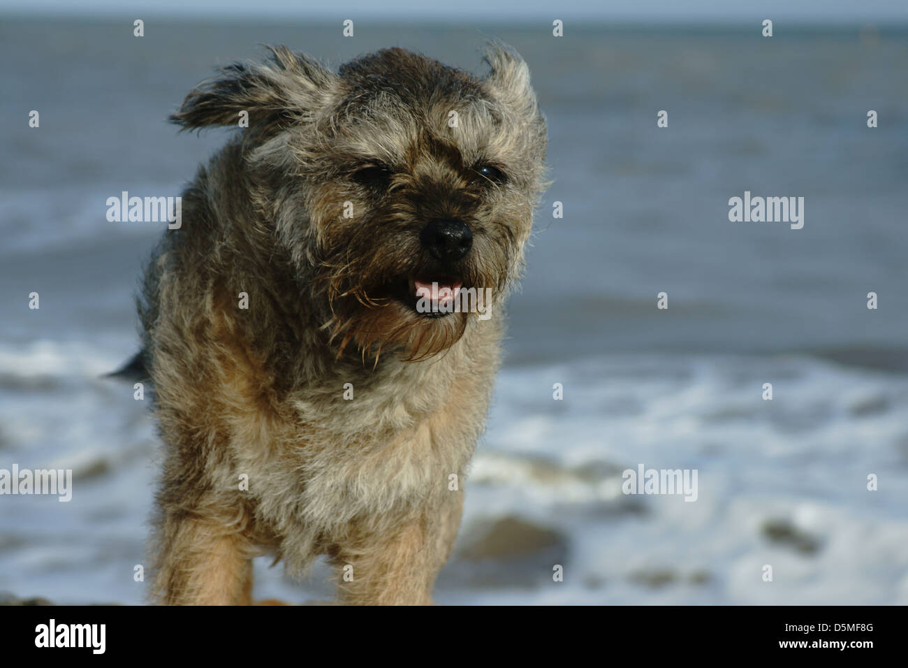 Border terrier dog beach onde vento orecchie Foto Stock
