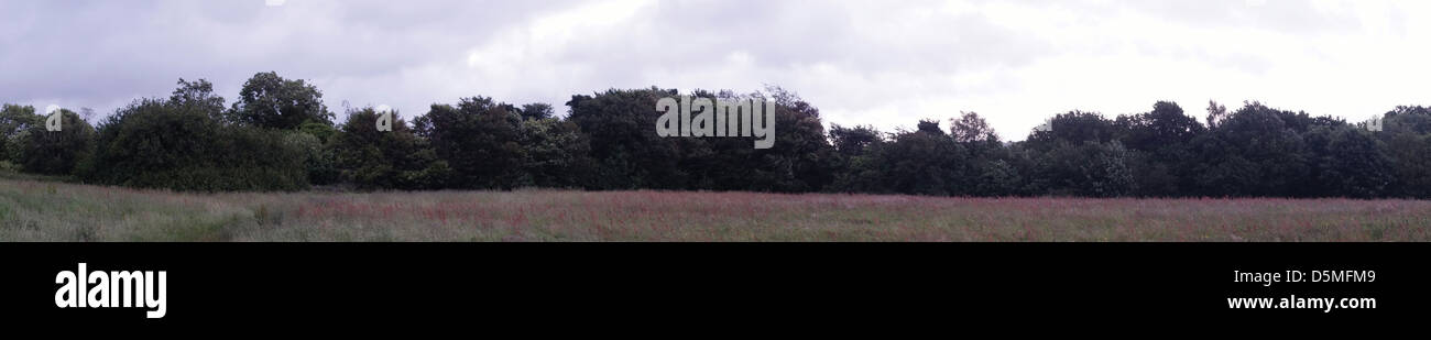 Campo di alberi di fiori viola sunrise nuvole temporalesche all'orizzonte alberi campo fiori viola sunrise maltempo Foto Stock
