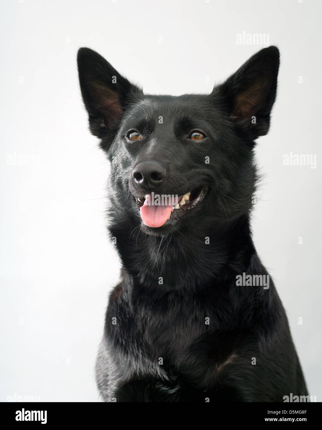 Australian kelpie in studio Foto Stock