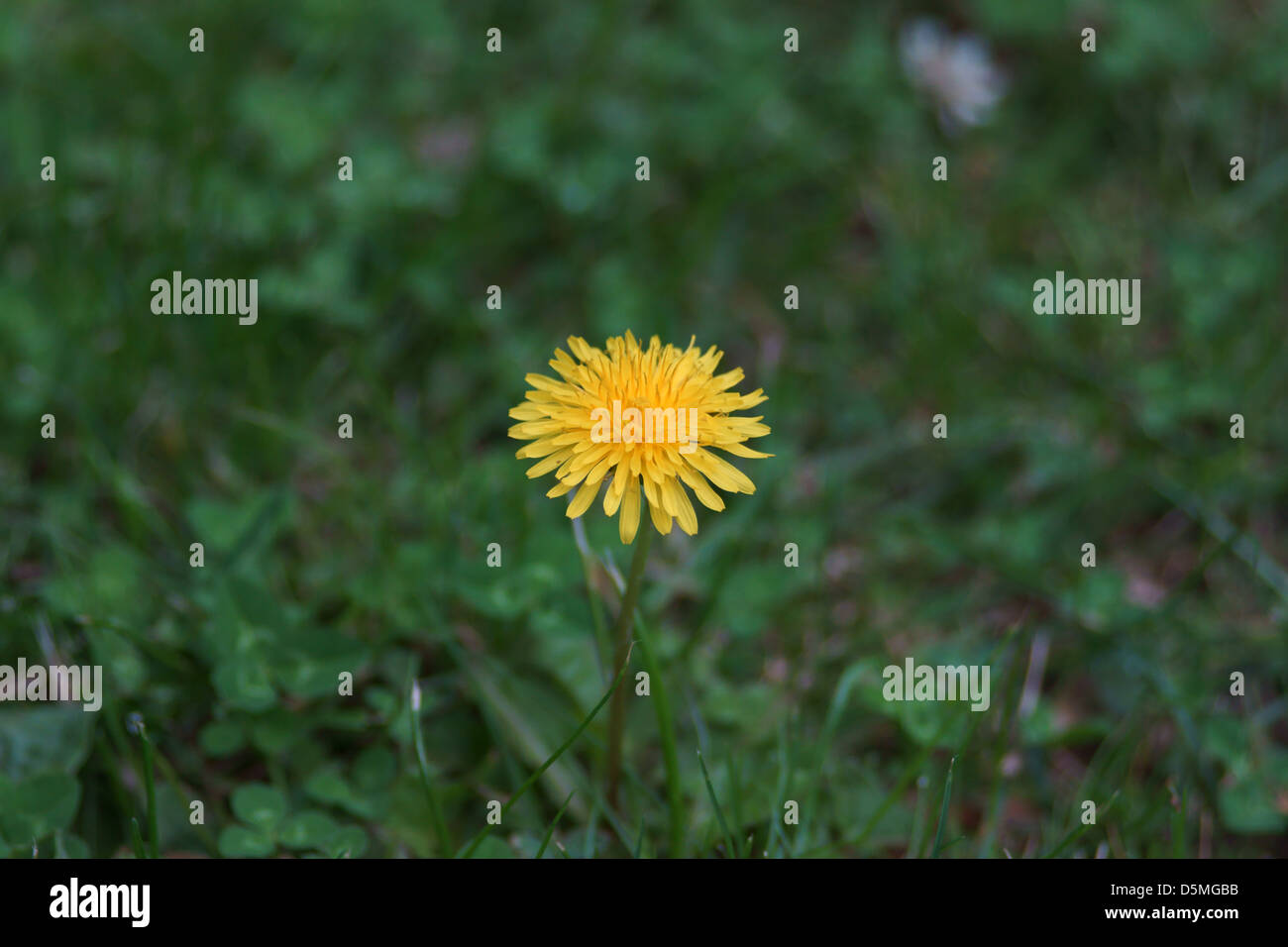 Sun Flower boom nelle prime ore del giorno Foto Stock