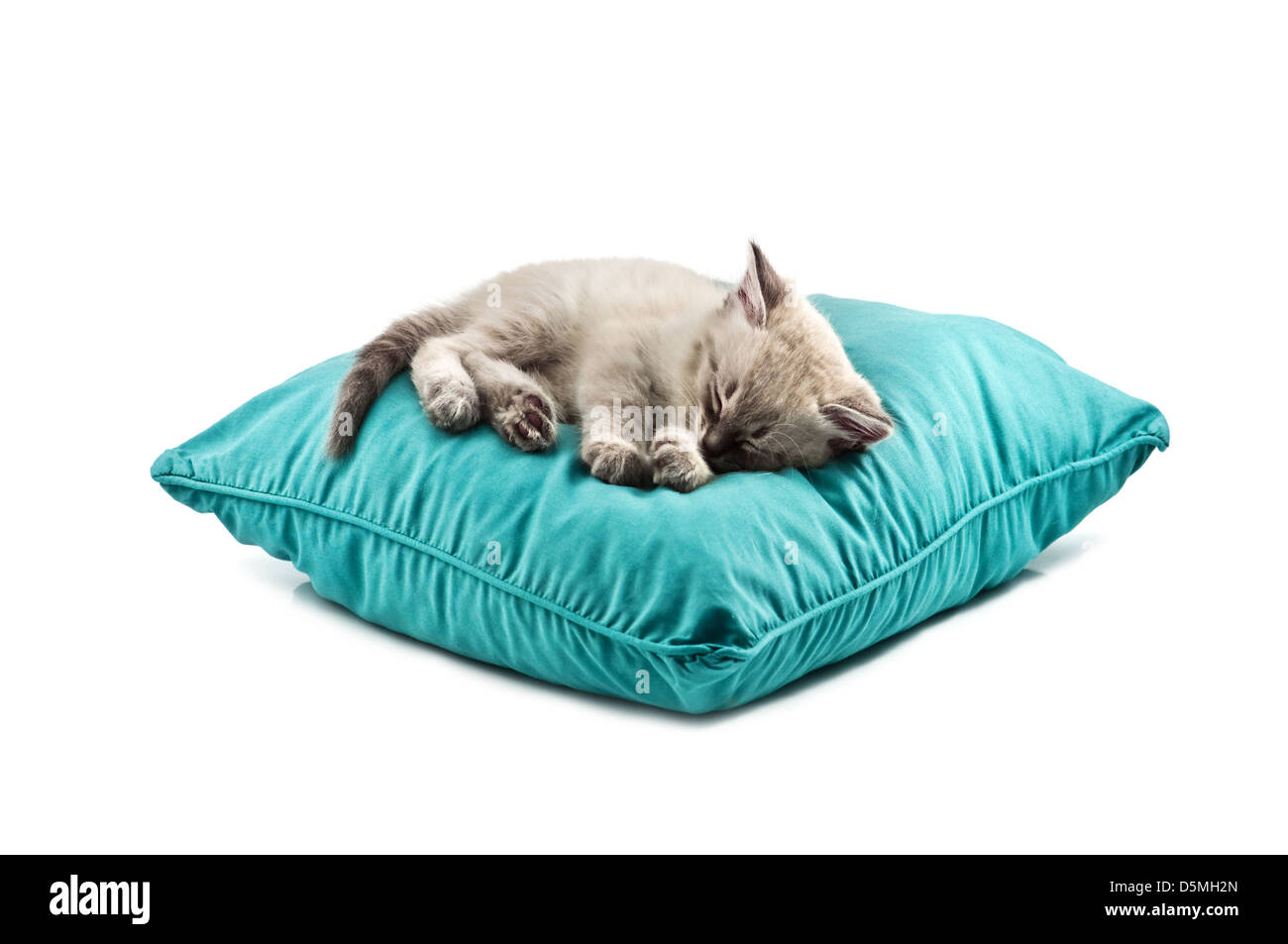 Gattino dormire sul cuscino isolato Foto Stock