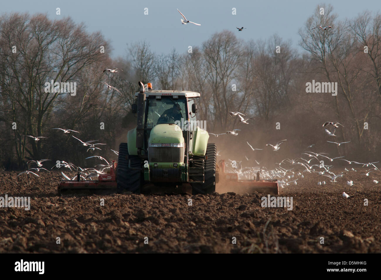 Agricoltura vicino Buckden, Cambridgeshire, Inghilterra,aprile 2013. Gabbiani a seguito di un trattore 'power straziante ' per la cattura di worm. Foto Stock