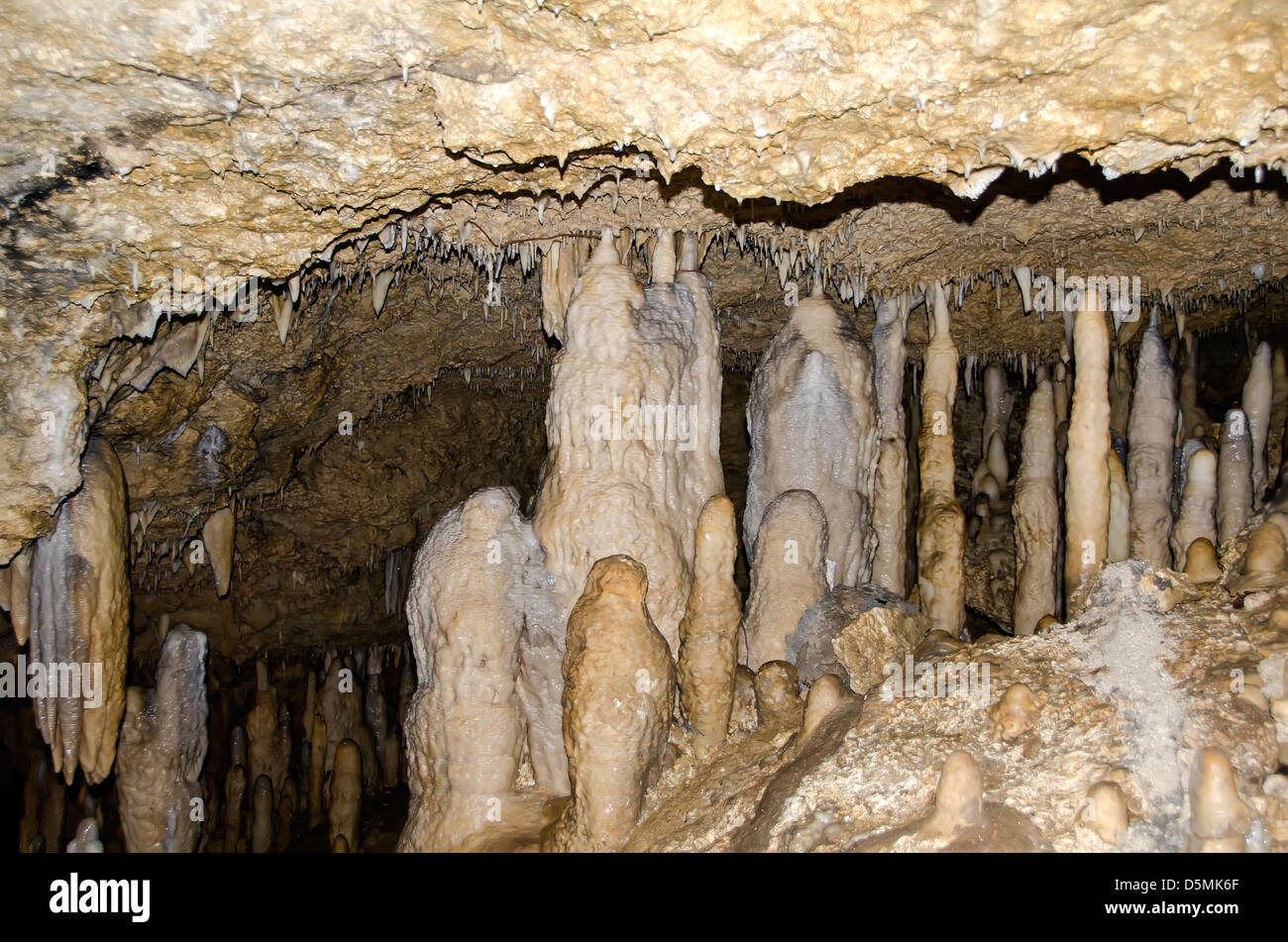 Calcare stalattiti e stalagmiti in Harrison Cave, Barbados Foto Stock