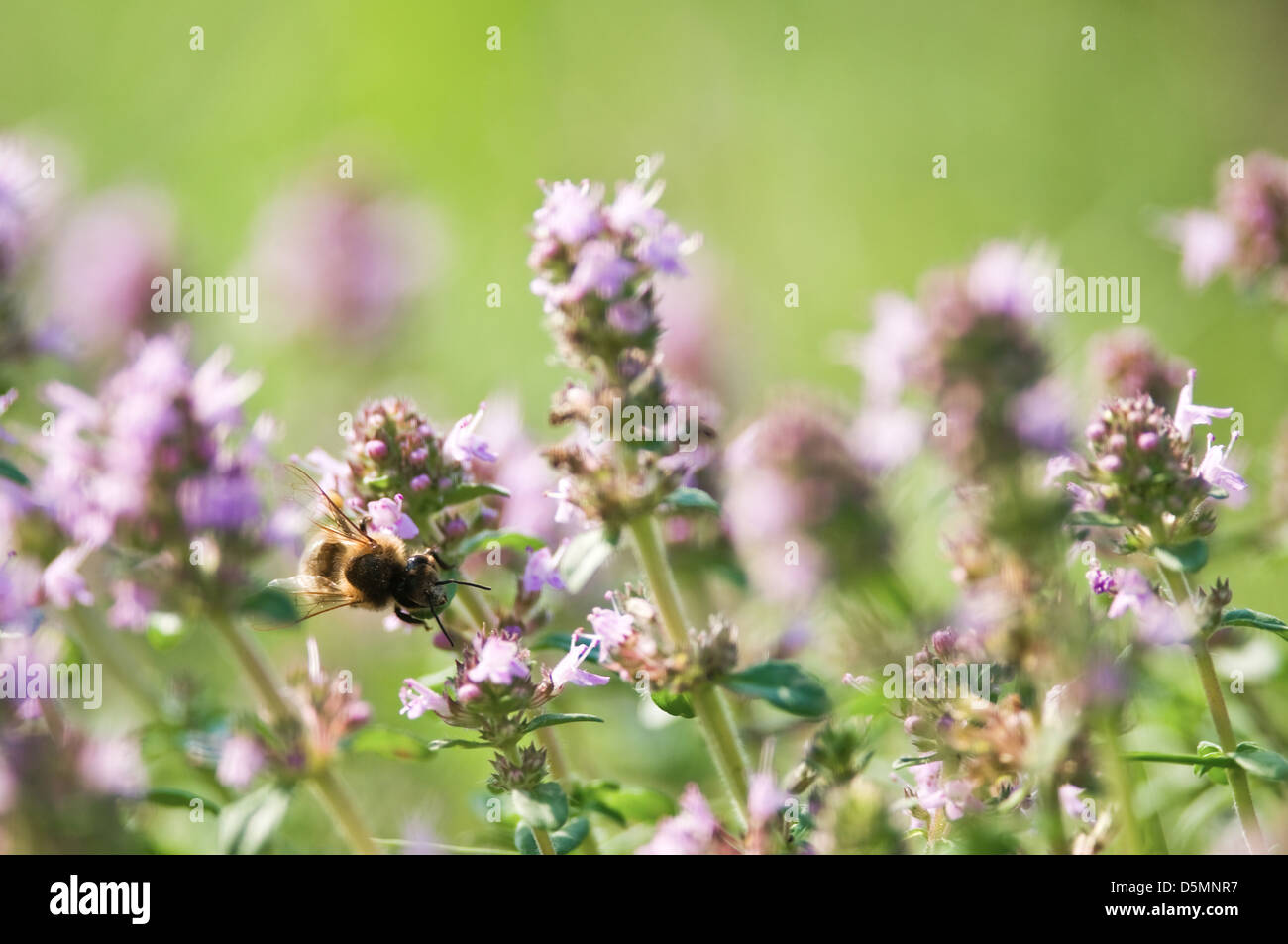 Lavorando ape su timo closeup Foto Stock