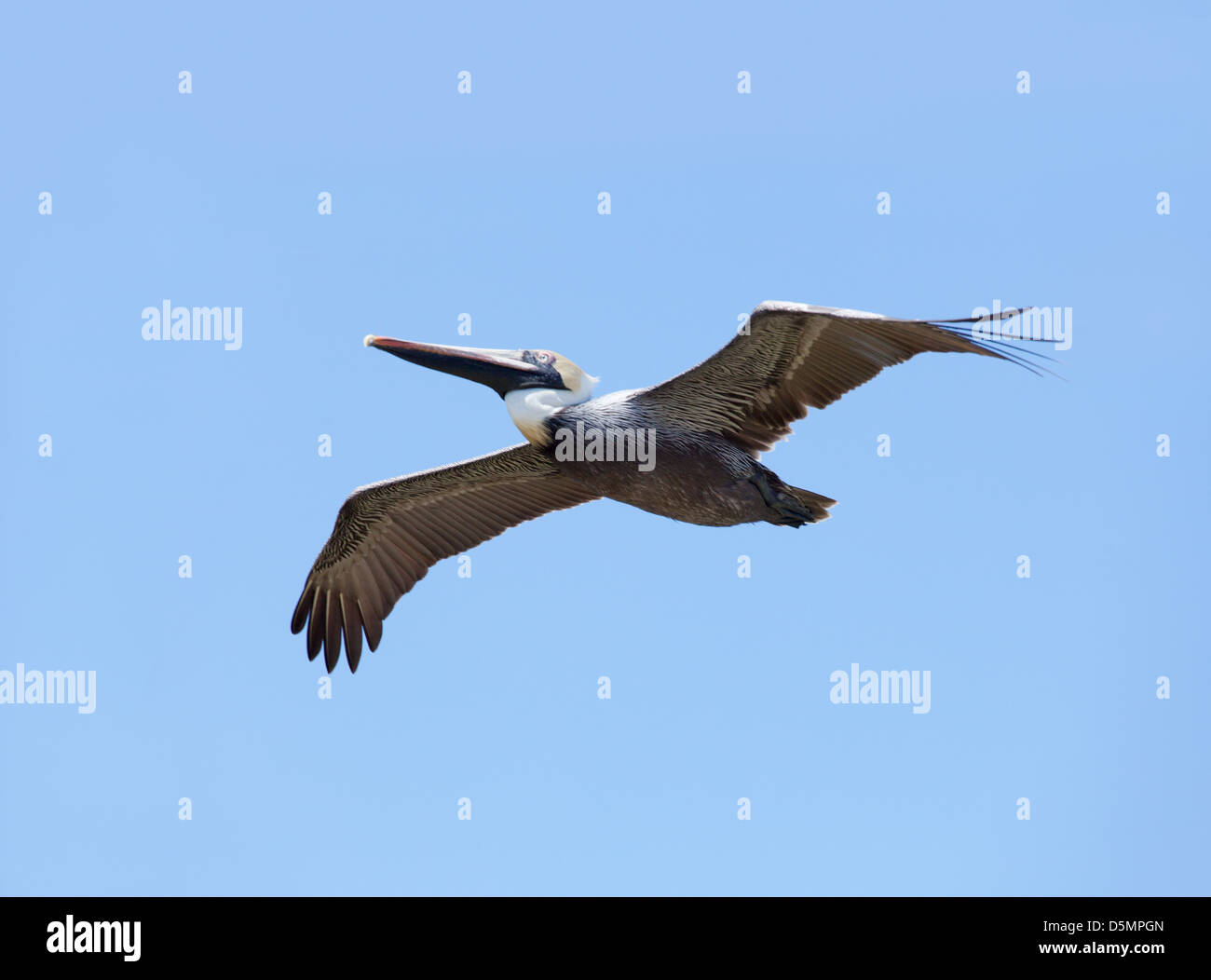 Un Pellicano volatore. Foto Stock