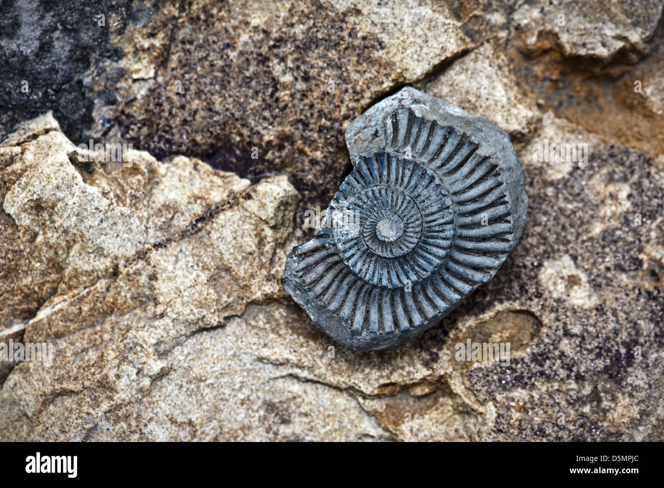 Fossile di colore rosso su sfondo di pietra Foto Stock