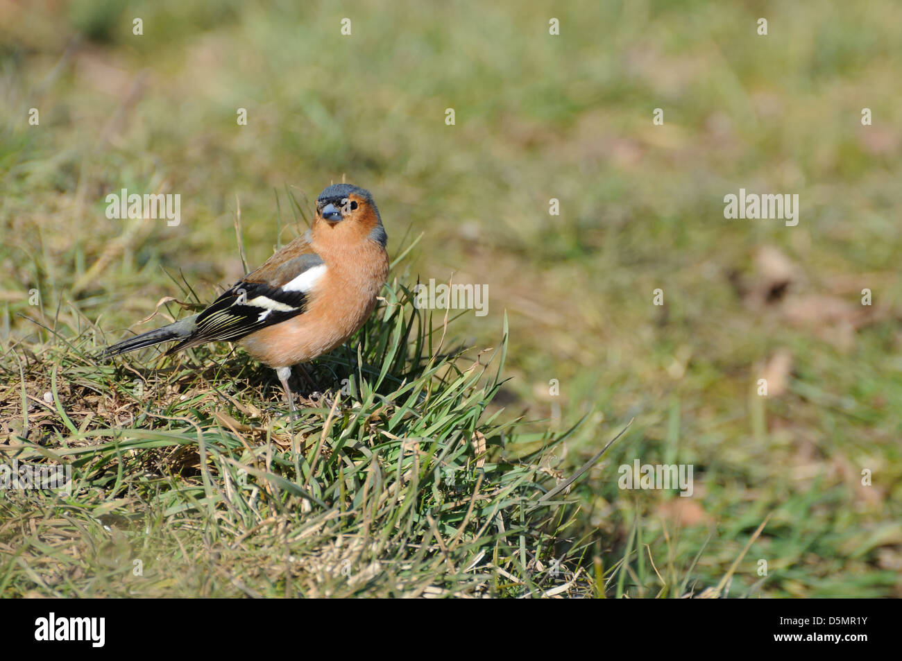 Chaffinch comune, Fringilla coelebs sul terreno. Foto Stock