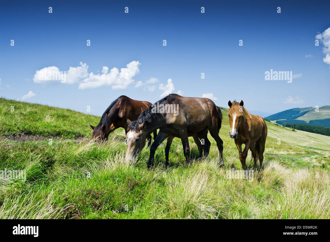 Marrone a cavallo in montagna collina Foto Stock