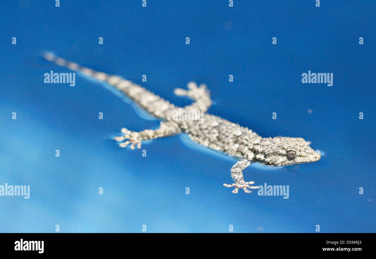 Un gecko lizard galleggia in una piscina nell'isola di Mallorca Foto Stock