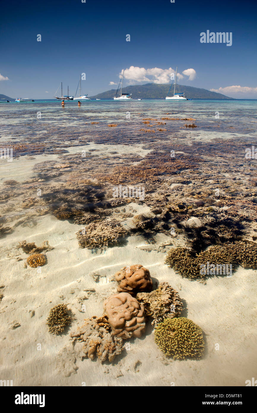 Madagascar Nosy Be, Nosy Tanikely isola di teste di corallo a fondali bassi off spiaggia principale Foto Stock