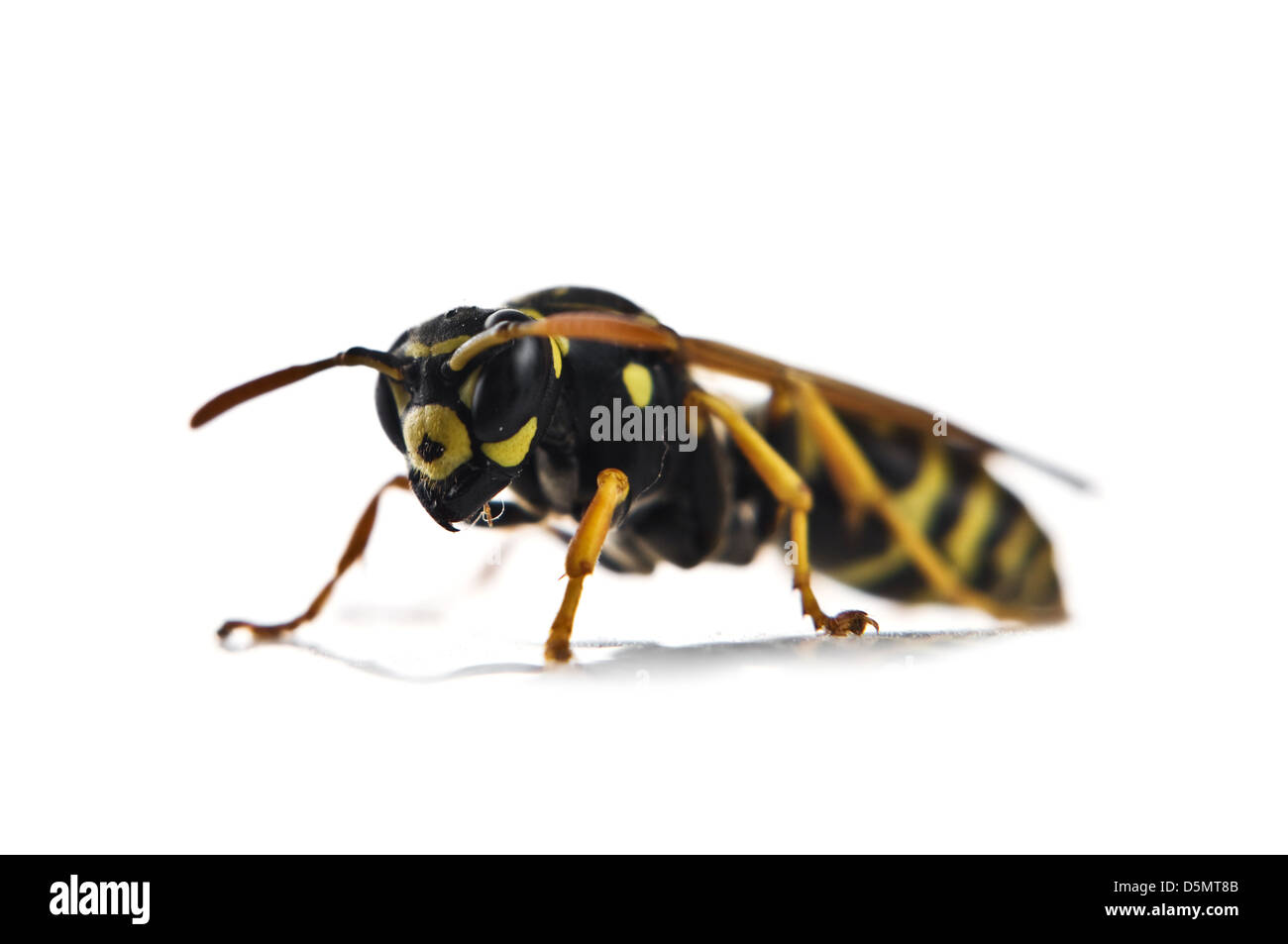 Wasp isolati su sfondo bianco Foto Stock