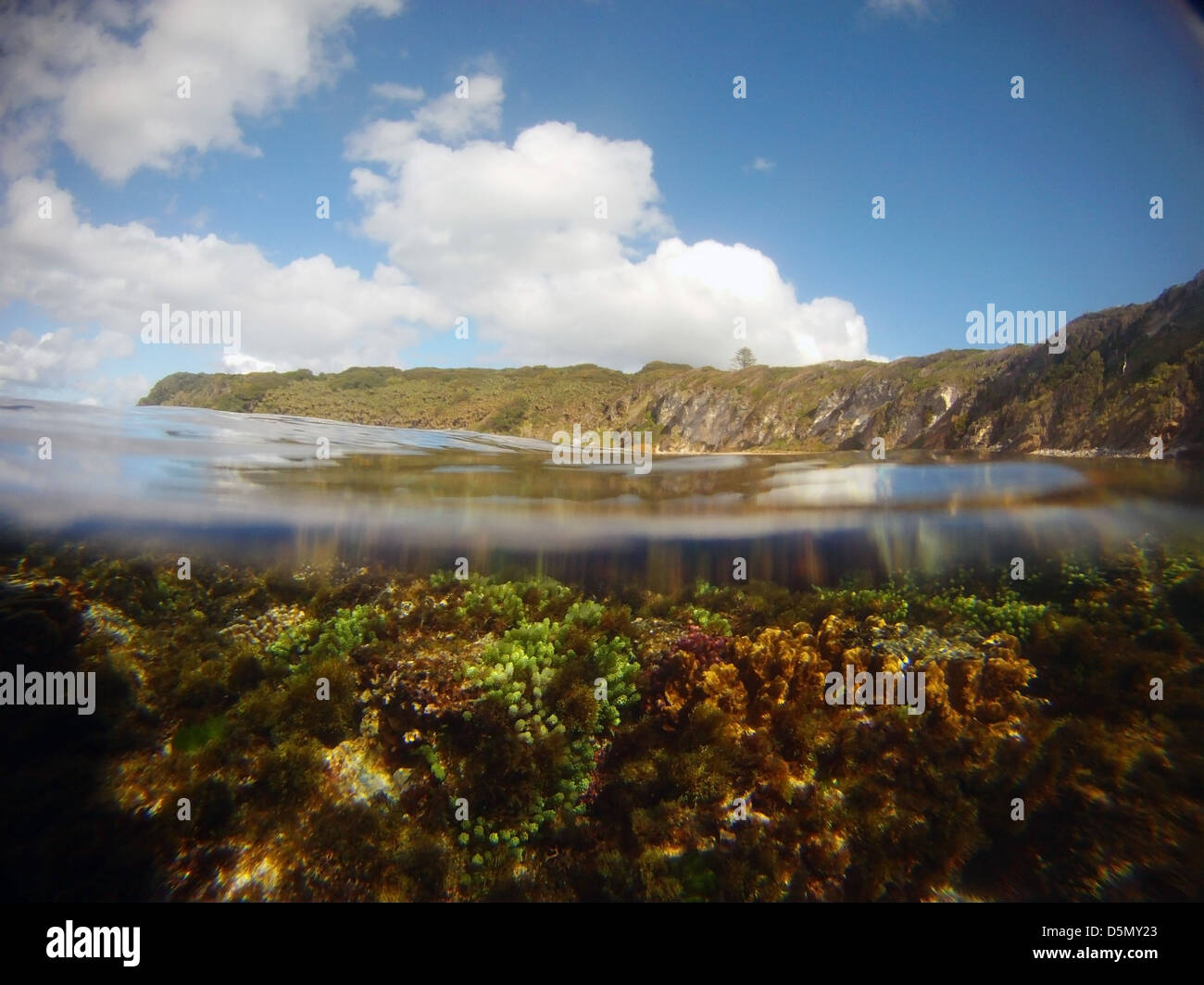 Poco profonda scogliera rocciosa con i coralli e la Caulerpa (alga verde), Medio Beach, Isola di Lord Howe, Australia Foto Stock