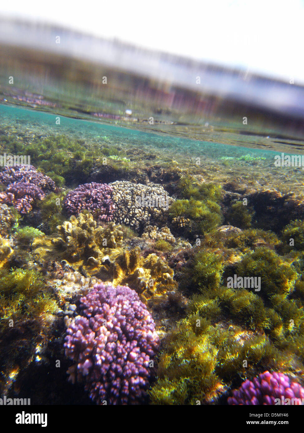 Shallow rocky reef con coralli (Pocillopora sp.) e di alghe crescono insieme, Medio Beach, Isola di Lord Howe, Australia Foto Stock