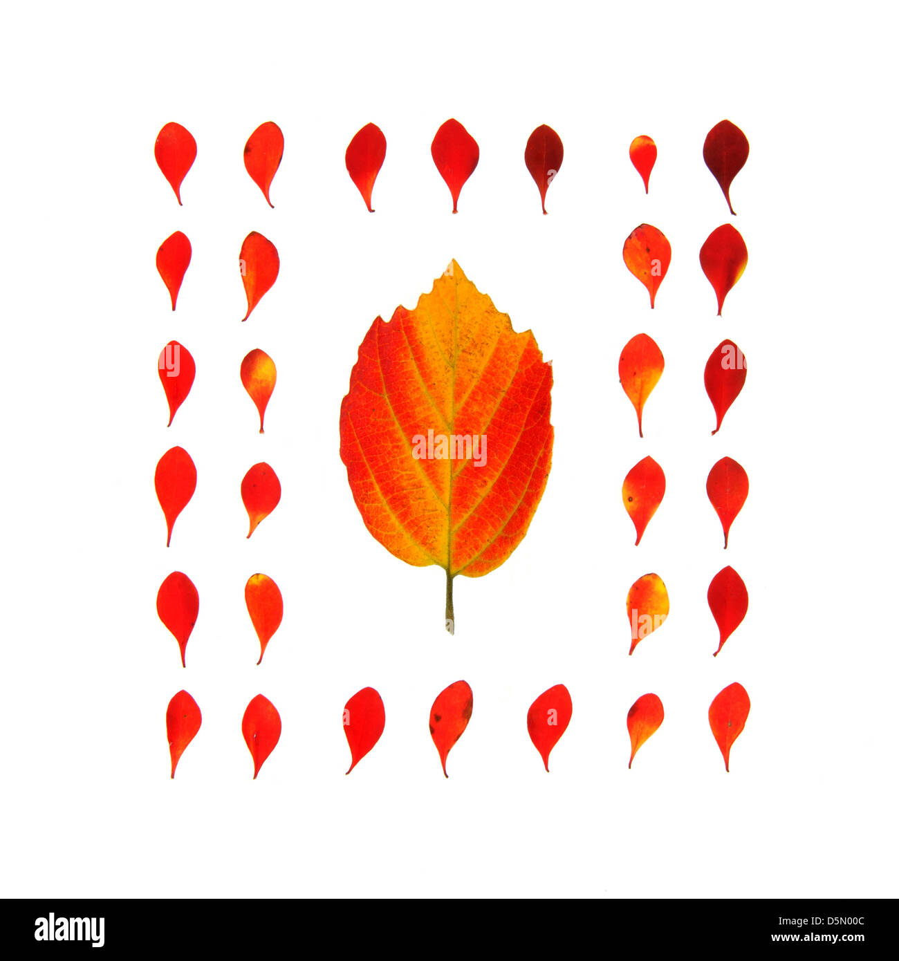 Una configurazione formata di colore rosso brillante crespino e fothergilla lascia su di uno sfondo bianco (fogliame di autunno, Bar Harbor, Maine) Foto Stock