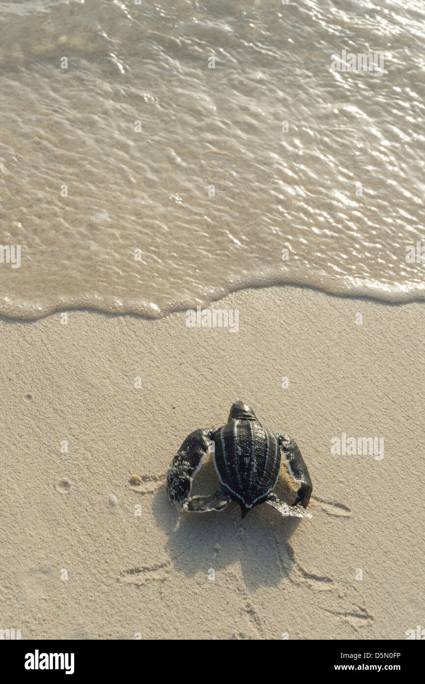 Liuto sea turtle hatchling, Dermochelys coriacea ( criticamente le specie in via di estinzione ), Repubblica Dominicana ( Caraibi ) Foto Stock