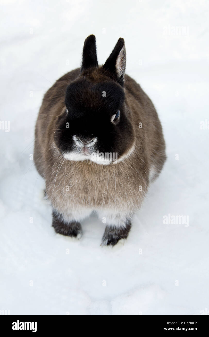 Netherland dwarf bunny giocare nella neve Foto Stock