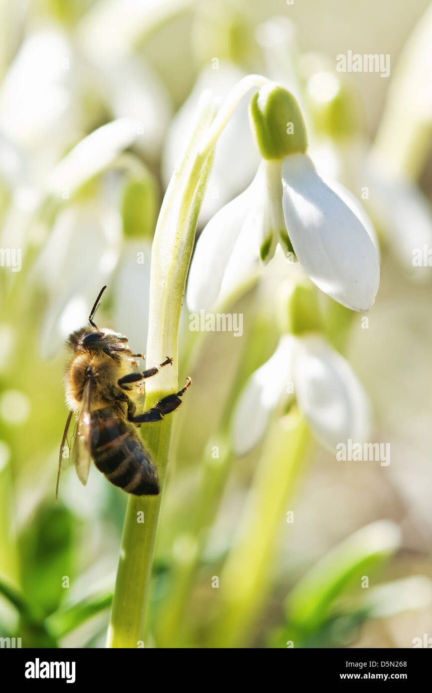 Lavorando ape su snowdrop closeup Foto Stock