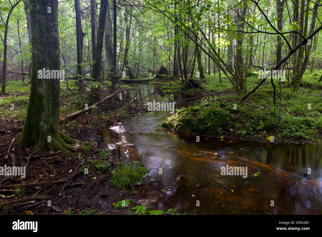 Piccolo ruscello che scorre attraverso wet deciduo stand della foresta di Bialowieza in mattinata Foto Stock