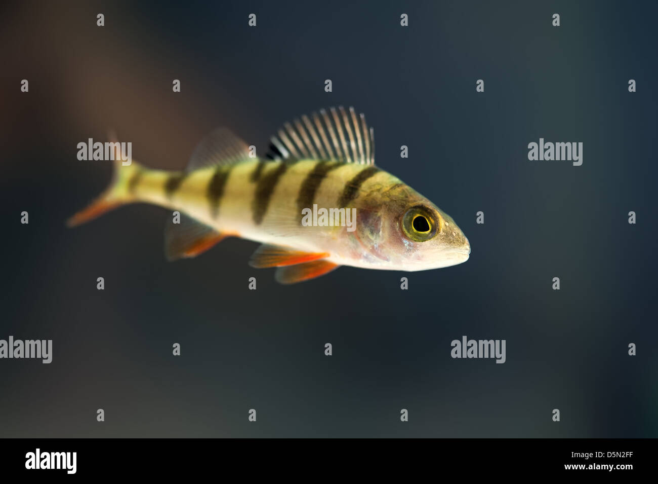 Pesce persico in acqua vicino fino Foto Stock