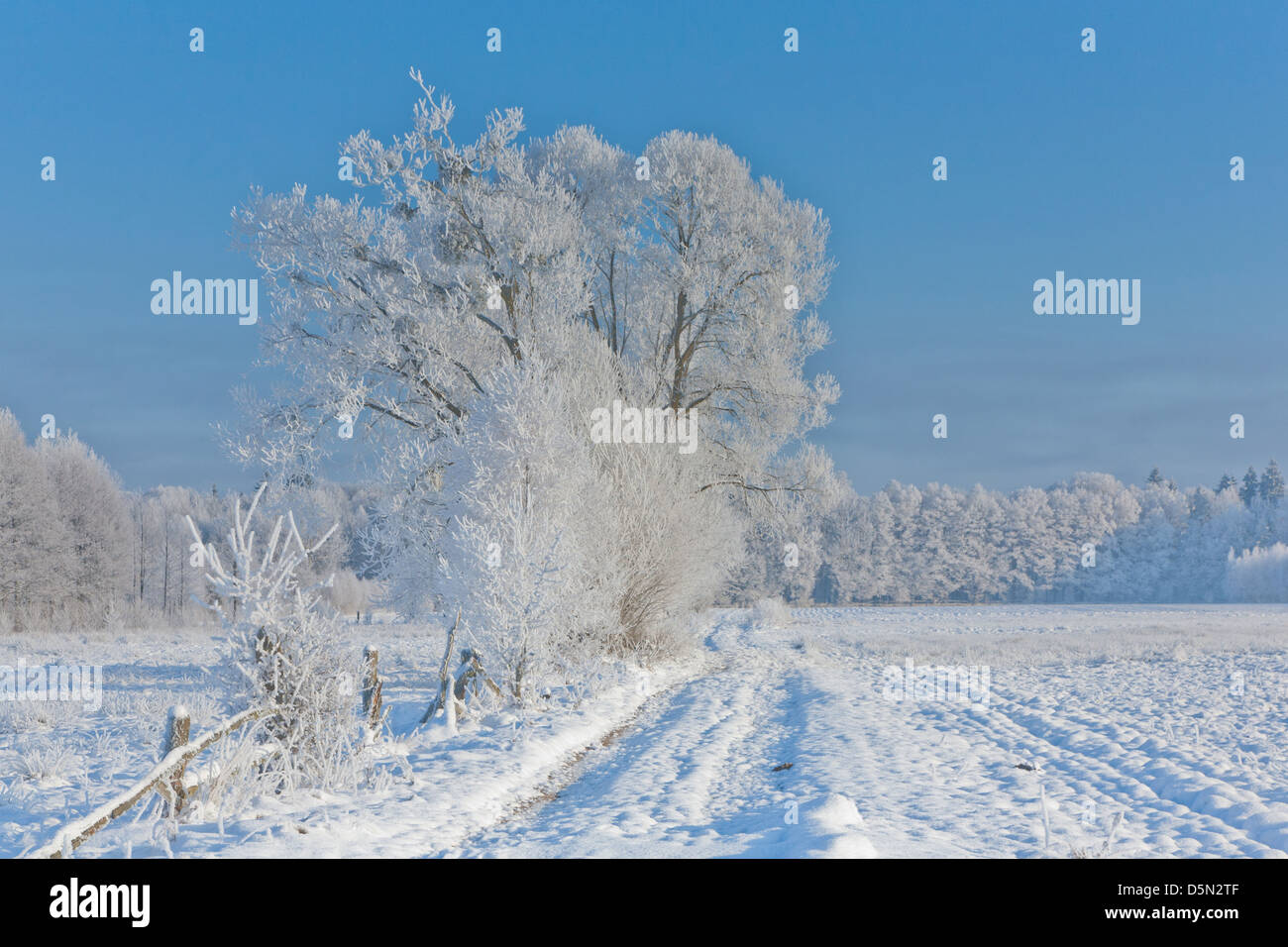 Paesaggio invernale con alberi neve avvolto dalla strada di terra e nebbioso sunrise Foto Stock