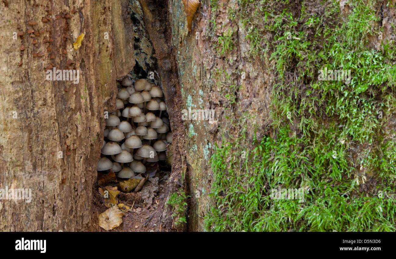 Il vecchio albero tronco quasi con un sacco di fungo cresce all'interno Foto Stock