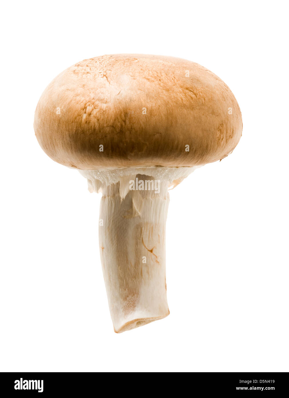 Testa a fungo di castagno. Foto Stock