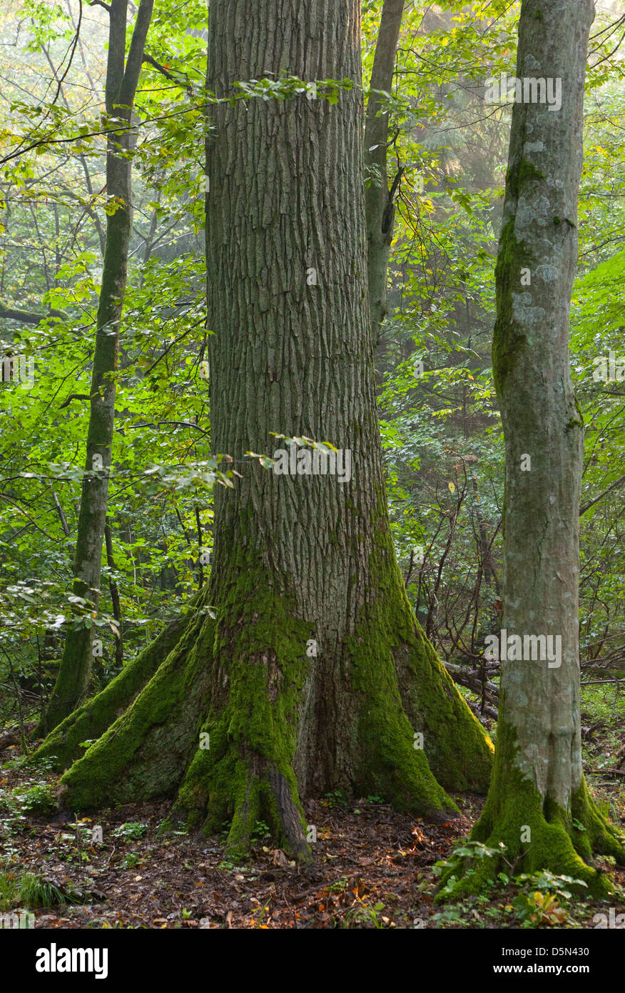 Vecchio inglese quercia (Quercus robur) e carpino albero a fianco a fianco in morbida luce mattutina Foto Stock