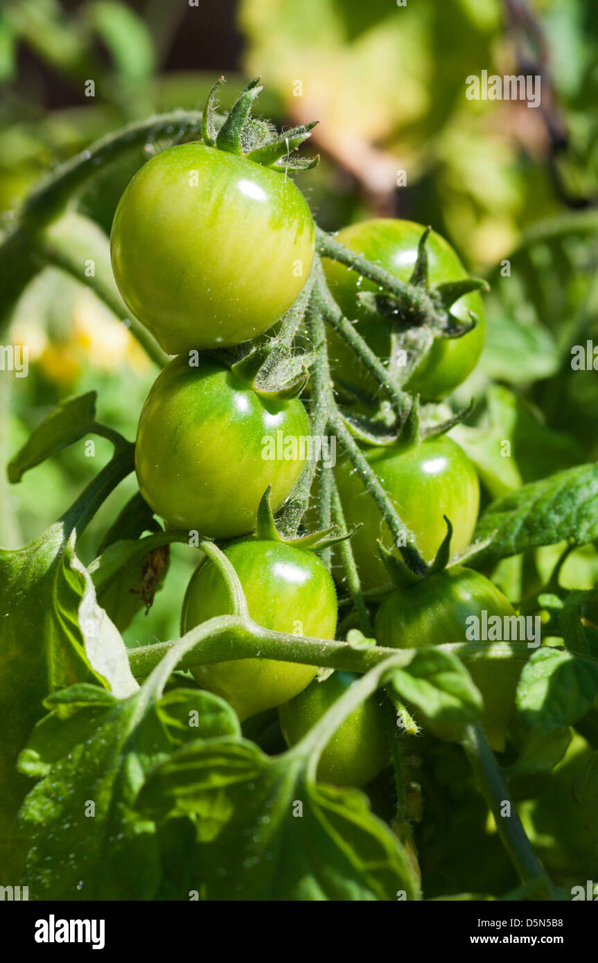 Pomodori di tallonamento piantato in una cesta appesa. Foto Stock