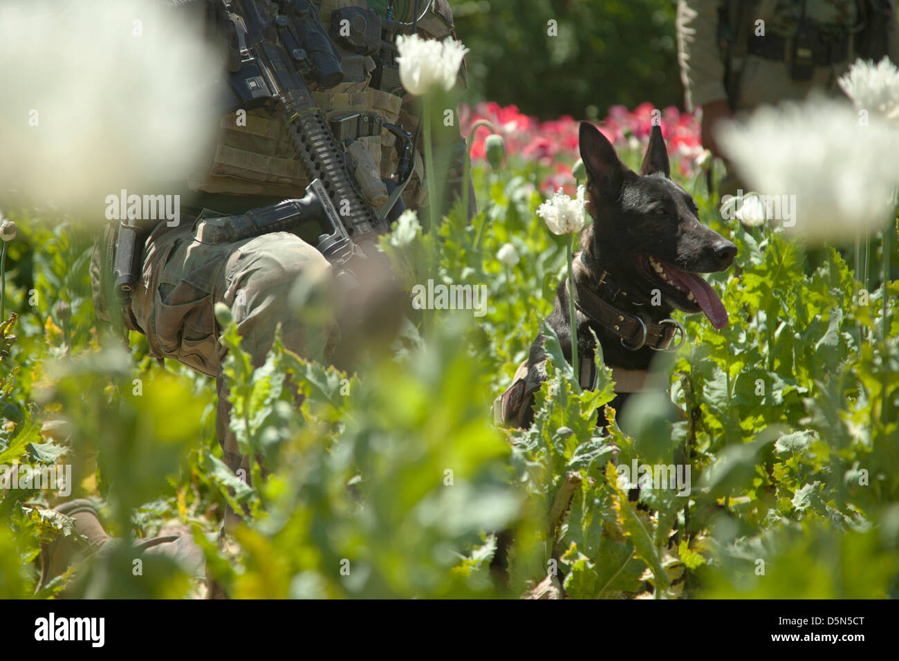 Un US Marine Special Operations soldato e suoi militari cane da lavoro Wilbur per garantire la sicurezza in un campo di papavero durante la costruzione di un nuovo checkpoint da afgani e le forze USA Aprile 3, 2013 nel distretto di Spin Boldak, provincia di Kandahar, Afghanistan. Foto Stock