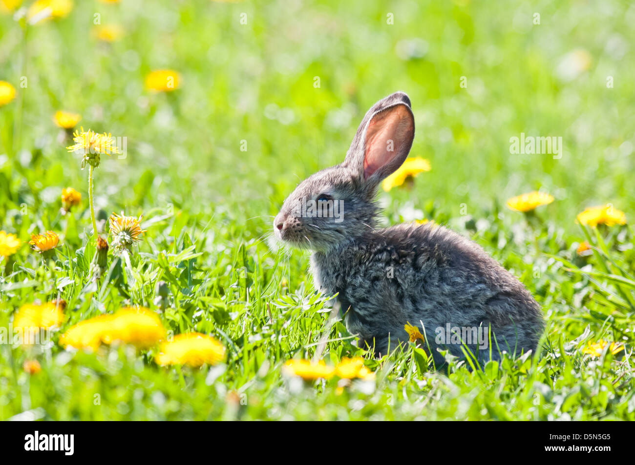 Coniglio marrone in erba closeup Foto Stock
