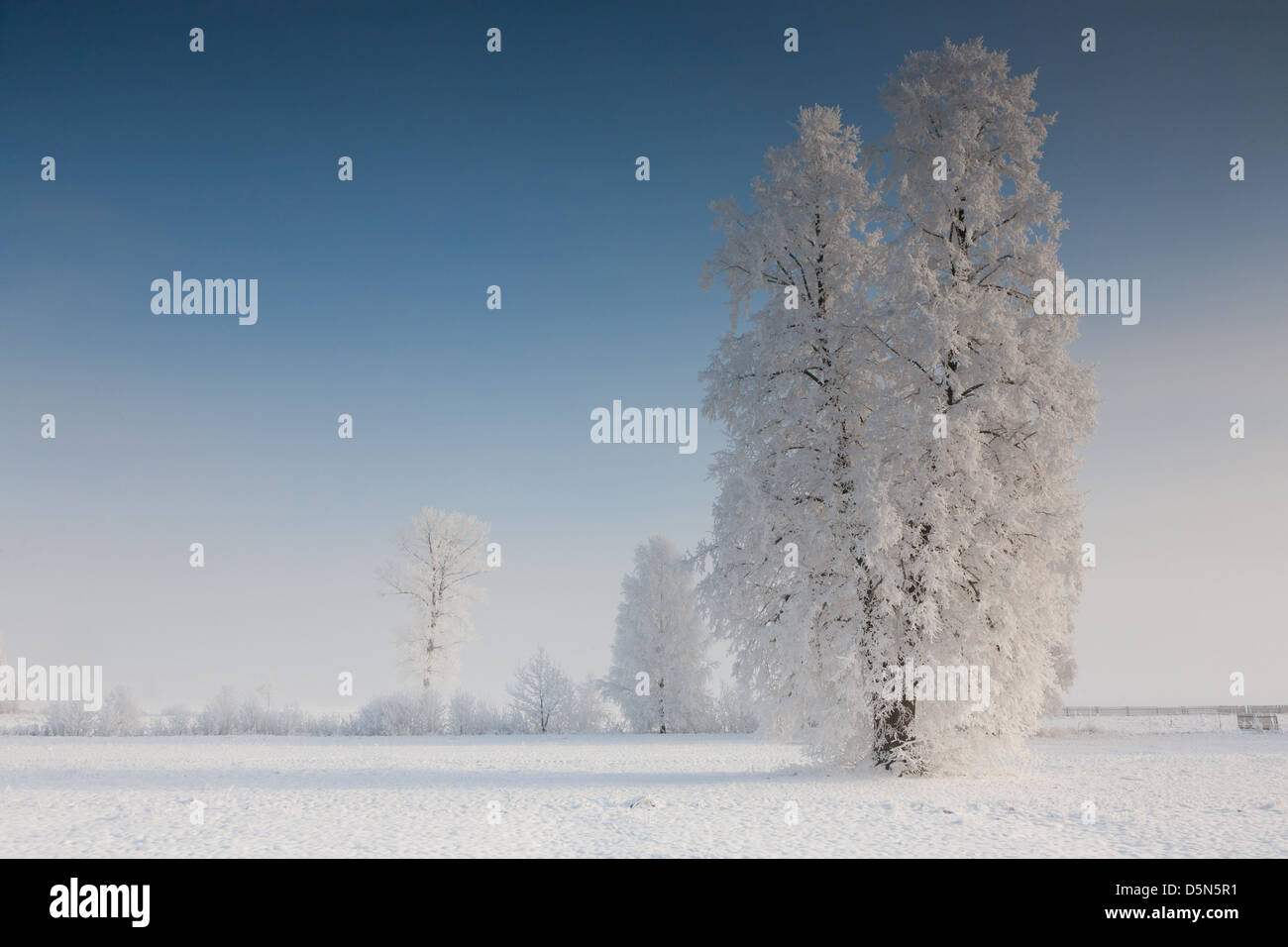 Paesaggio invernale con alberi neve avvolto contro il cielo blu Foto Stock
