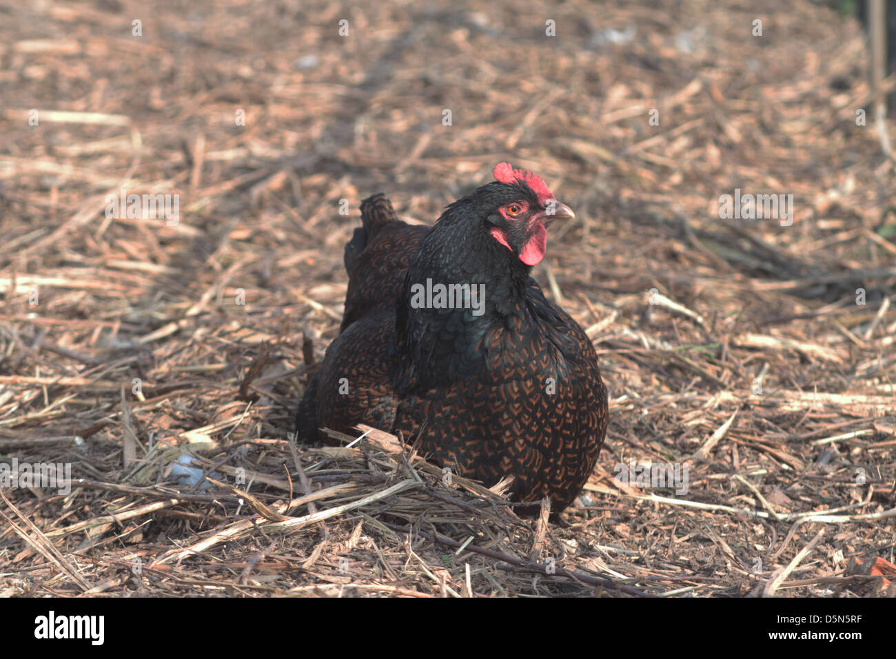 Free range pollo in cortile. Regno Unito Foto Stock