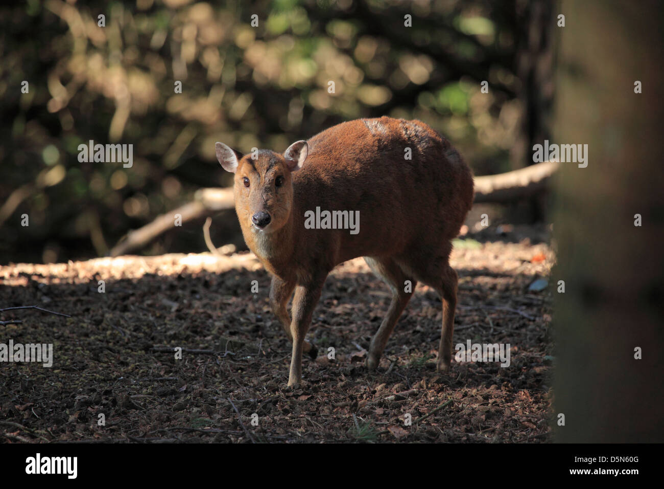 Reeve's muntjac (Muntiacus reevesi) Foto Stock
